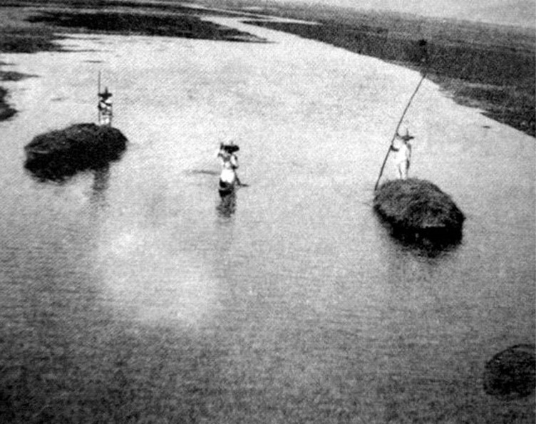 Canoas transportando zacate, 1891